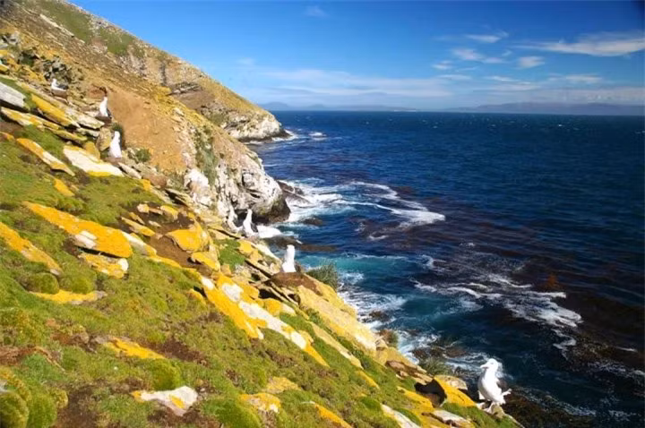 Lan song “ly hon” o chim hai au lai co nguyen nhan bat nguon tu day-Hinh-3