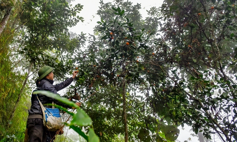 Vao rung hai quyt, nong dan deu tay kiem vai chuc trieu-Hinh-5