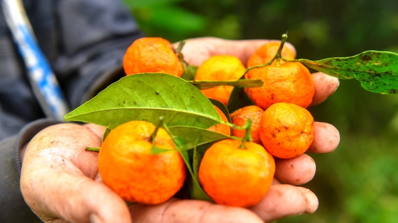 Vao rung hai quyt, nong dan deu tay kiem vai chuc trieu-Hinh-4