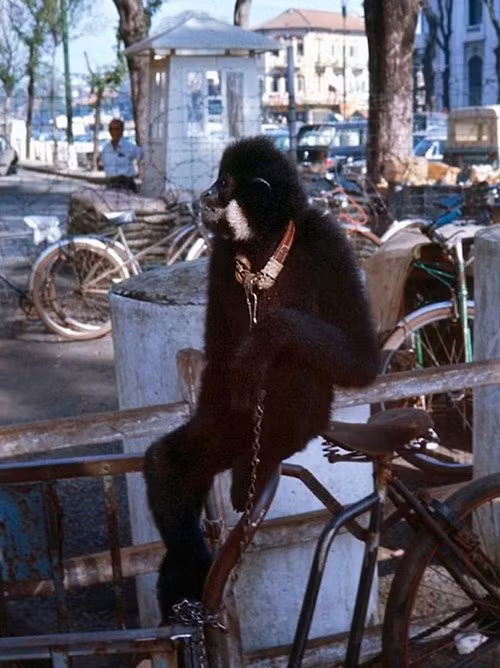 Chú vượn trên vỉa hè, 1967. Ảnh: Bill Mullin