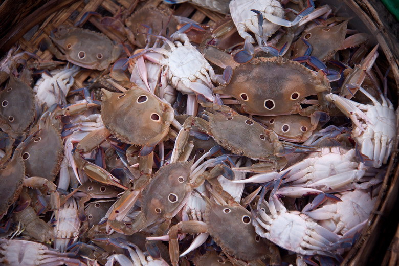 Các loại hải sản tươi rói có mặt tại nhiều khu chợ tại vùng ven biển Việt Nam.