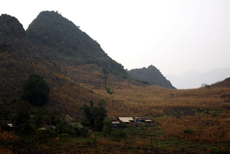 Trải qua bao nhiêu năm, những ruông ngô dần dần phủ lên mảng màu xám tương như không thể có sự sống của đá tai mèo.