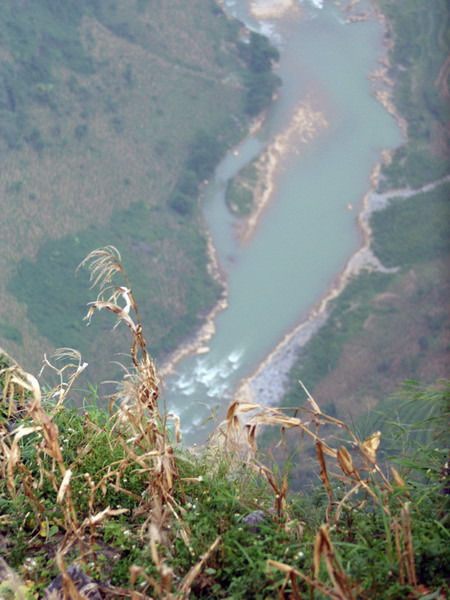 Ngô là loại cây duy nhất có thể sinh trưởng ở mảnh đất này và là loại cây nuôi sống đồng bào từ bao đời nay.