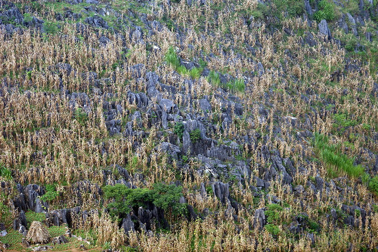 Cao nguyên đá nổi tiếng là vùng đất khắc nghiệt vì nơi đây chỉ có những ngọn núi đầy đá tai mèo, rất khó khăn cho hoạt động trồng trọt.