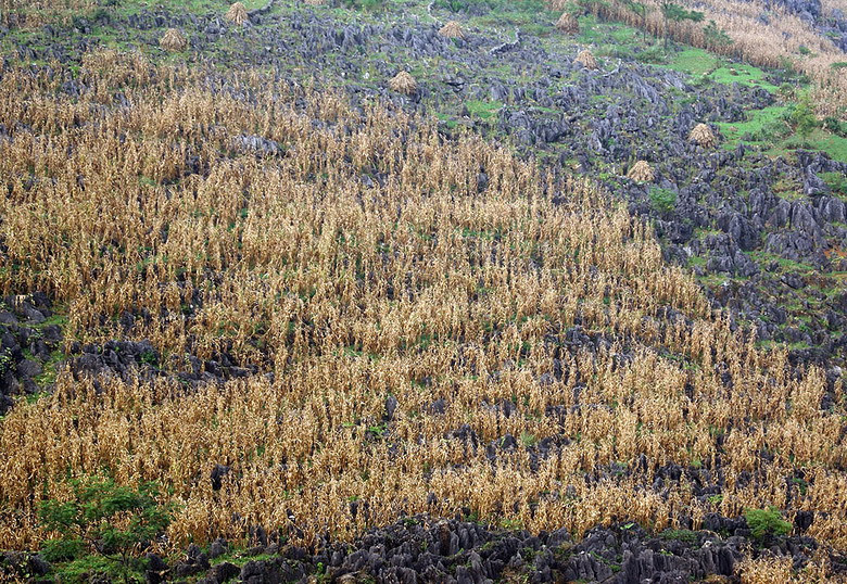 Nhưng ít ai để ý đến một cảnh tượng không bắt mắt, không hùng vĩ, nhưng lại thực sự là một kỳ quan được tạo nên bởi nỗ lực phi thường của bàn tay con người: Những ruộng ngô vươn mình giữa núi đá tai mèo cằn cỗi và hiểm trở.