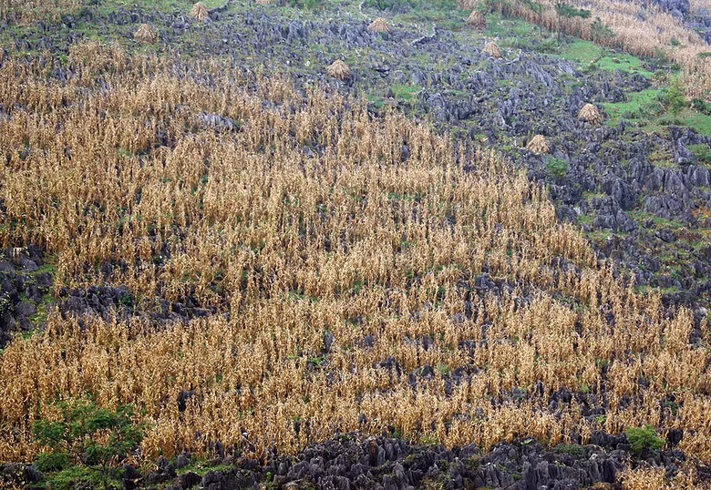 Nhưng ít ai để ý đến một cảnh tượng không bắt mắt, không hùng vĩ, nhưng lại thực sự là một kỳ quan được tạo nên bởi nỗ lực phi thường của bàn tay con người: Những ruộng ngô vươn mình giữa núi đá tai mèo cằn cỗi và hiểm trở.