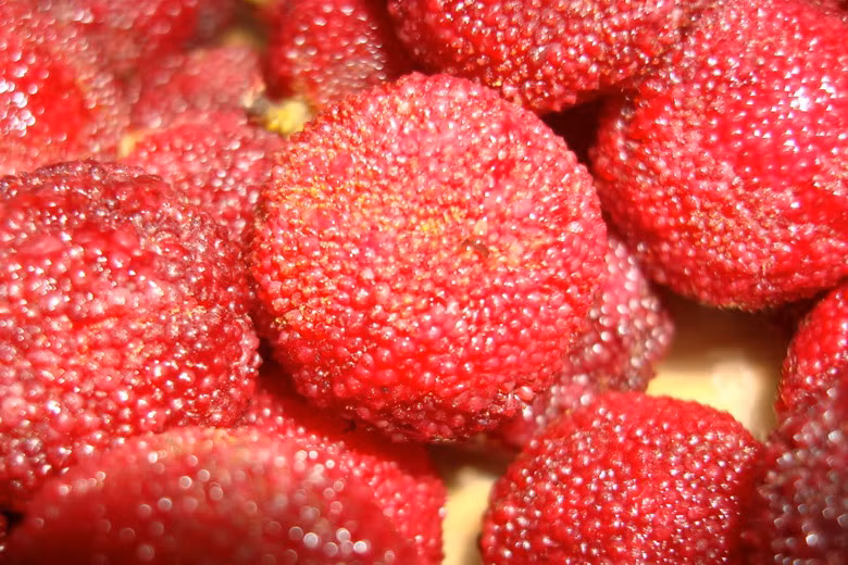 Quả thanh mai là một "đặc sản" không thể bỏ qua đối với du khách đi đến Lào Cai và Sapa. Loại quả được trồng ở Trung Quốc này có hương vị chua - ngọt rất đậm đà, giá bán khoảng 40.000 đồng/kg.