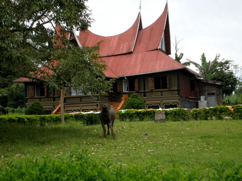 Khi vào trận con nghé đói tưởng trâu là mẹ mình, lập tức rúc vào bụng trâu để bú. Con trâu mộng đã bị hạ gục vì dao đâm thủng bụng, và người Minangkabau chiến thắng. Cũng theo sự tích này Minang nghĩa là chiến thắng, kabau là trâu.