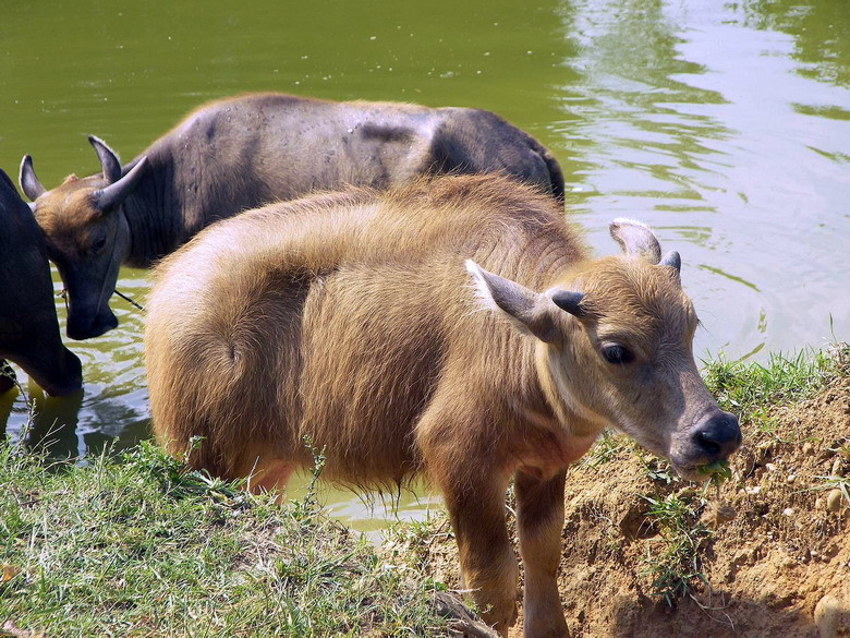 Sự tích kể trên tương đồng gần như hoàn toàn với một giai thoại dân gian nổi tiếng của người Việt Nam về chuyện Trạng Quỳnh dùng nghé đấu với trâu chiến của sứ giả Trung Hoa. Phải chăng đây là hai dị bản của một câu chuyện đã có từ thời các cư dân Việt cổ?