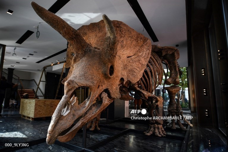 Đời sống - Đại gia ẩn danh chi 175 tỷ đồng mua hóa thạch khủng long 66 triệu tuổi (Hình 2).