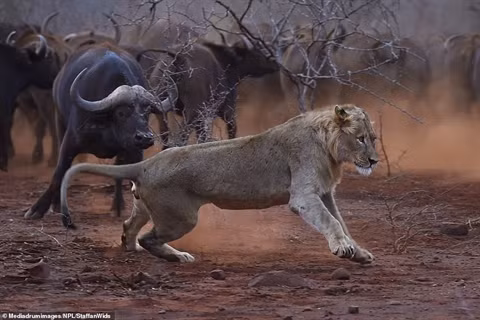 Những hình ảnh ấn tượng này do nhiếp ảnh gia người Thụy Điển, Staffan Widstrand ghi lại. Nhiếp ảnh gia cho hay, tưởng như là kẻ đi săn nhưng trong phút chốc, mọi chuyện bị đảo chiều khi sư tử trở thành kẻ phải sợ hãi và trốn chạy.