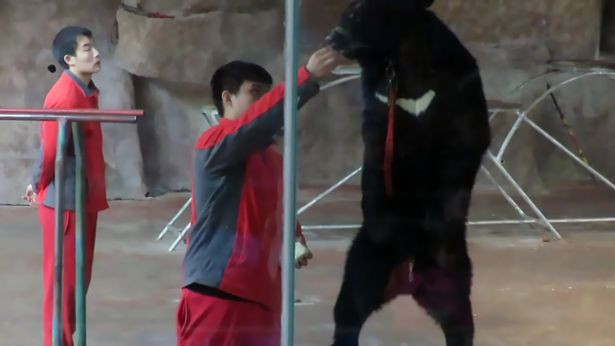 Buc xuc gau bi ep dung bang hai chan, nhay theo nhac