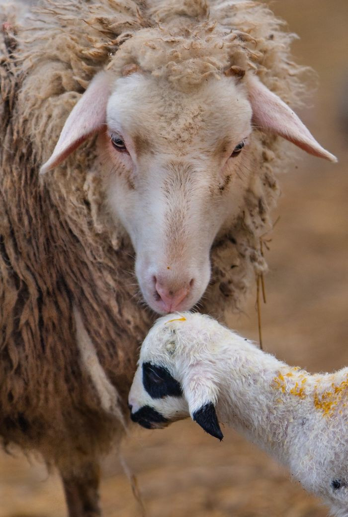 Cừu mẹ dịu dàng âu yếm đứa con bé bỏng của mình.