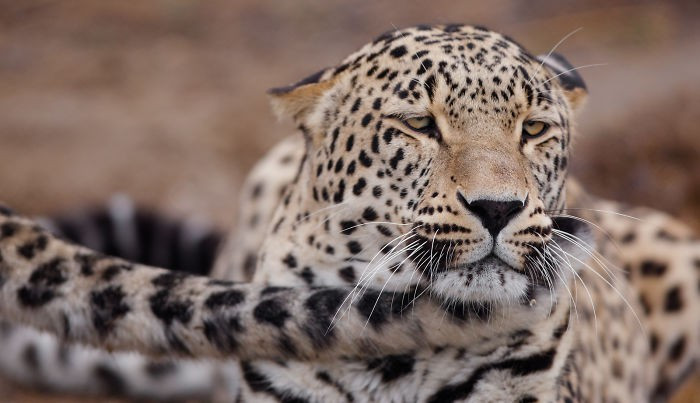 Bức ảnh ấn tượng về biểu cảm không thể sống động hơn của một chú báo hoa.