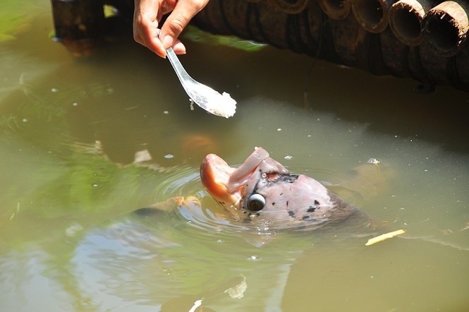 ##s###Đàn cá tai tượng khoảng 70 con của nông dân ở khu vực 1, phường Bùi Hữu Nghĩa (Bình Thủy, TP Cần Thơ) có tuổi đời gần 30 năm. Người chủ đút từng muỗng cơm cho cá ăn 