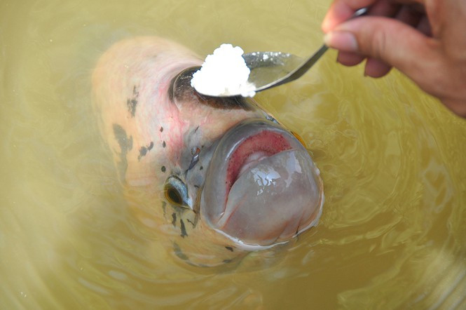 ##s###Chủ đàn cá cho biết, cá chủ yếu ăn cơm trắng và rau, còn các loại thức ăn khác không ăn nên đặt tên cho chúng là cá ăn chay 