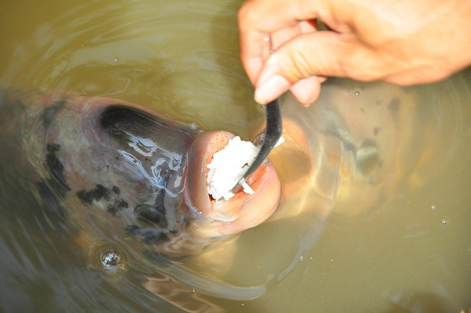 ##s###Từng muỗng cơm được đưa vào miệng cá 