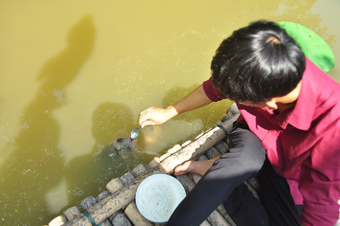 ##s###Chủ đút từng muỗng cơm mỗi ngày 