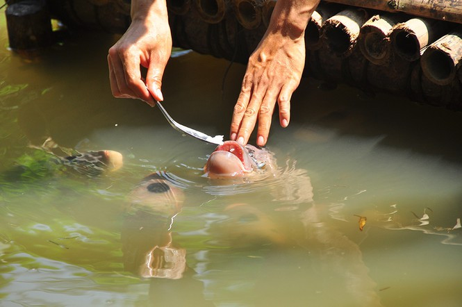 ##s###Chúng rất thân thiện khi được chủ cho ăn 