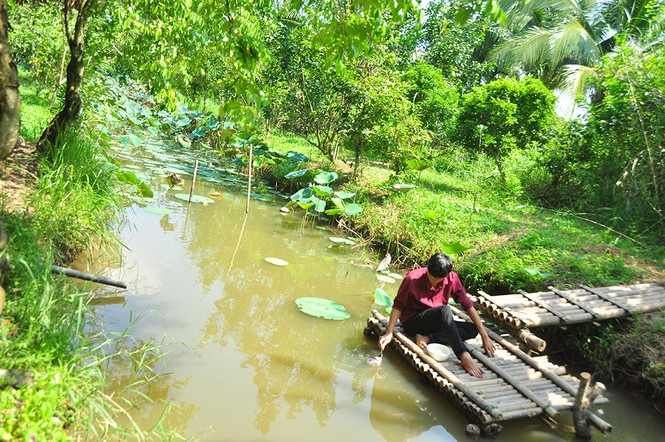 ##s###Đàn cá được chủ chăm sóc hằng ngày 