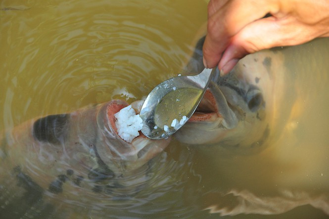 ##s###Cá tranh nhau ăn 