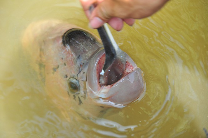 ##s###Cá rất dạn khi nghe tiếng gõ của chủ 