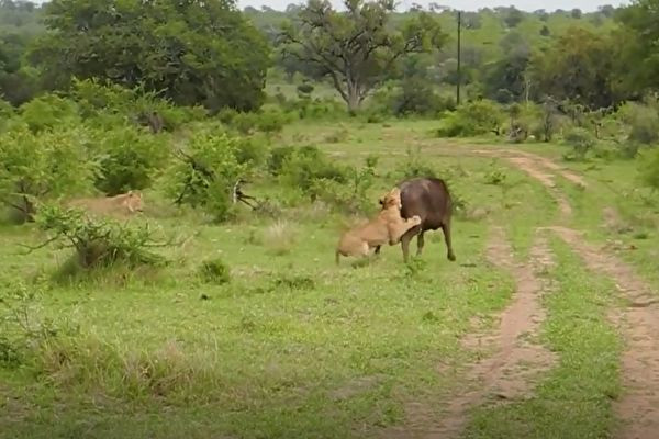 Su tu lam co trau rung, bat ngo bi huc tung len troi