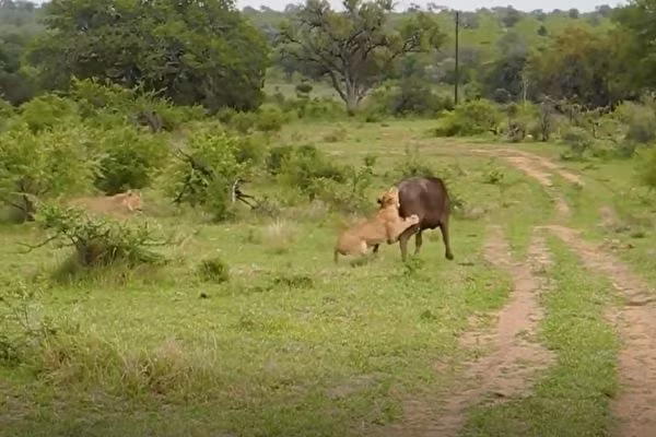 Su tu lam co trau rung, bat ngo bi huc tung len troi