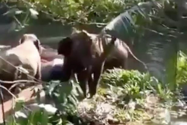 Cuc an tuong canh voi me cam ta nguoi tot cuu song voi con