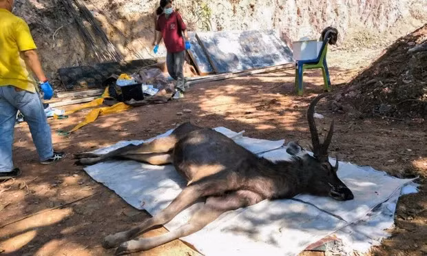 Xe long canh huou chet do nuot phai 7 kg rac thai nhua