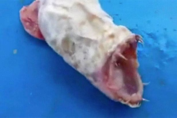 Sinh vat co bo ham gom ghiec, khong the tin ton tai tren Trai dat