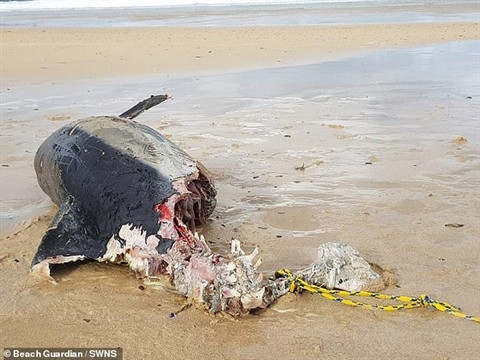 Kinh di ca heo bi can mat nua nguoi, lo sat thu khong lo...-Hinh-3