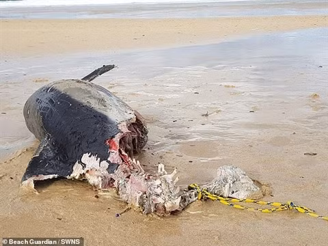 Kinh di ca heo bi can mat nua nguoi, lo sat thu khong lo...-Hinh-3