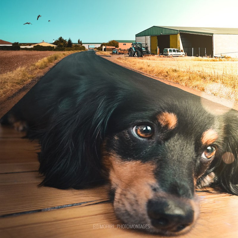 Chú chó "đường phố".