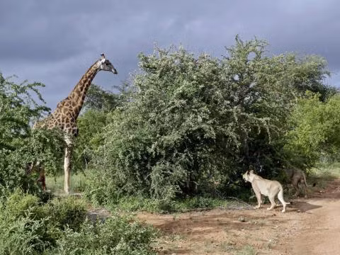 Huou cao co bi thuong dau 6 su tu va ket bat ngo-Hinh-2