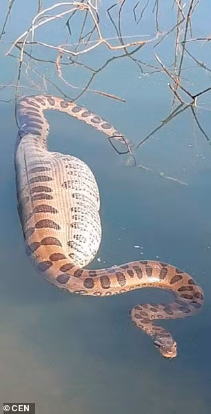 Xoi tai chuot lang khong lo, tran Nam My chiu cay dang 