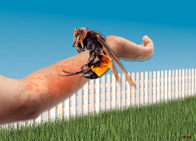 Day la cach giup ban giu mang khi bi ca dan ong bap cay tan cong