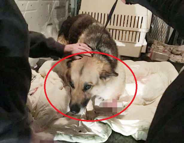 Chup X-quang chu cho bi bo roi, rung minh nhin dieu dau xot trong bung