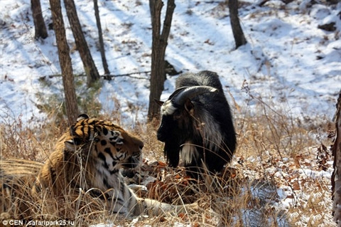 De ho ket ban than nhu chuyen co tich voi hoi ket the tham-Hinh-4