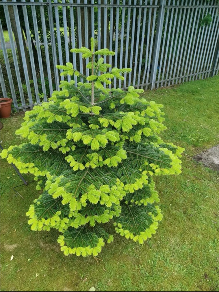 Một cái cây với những sắc độ khác nhau của màu xanh.