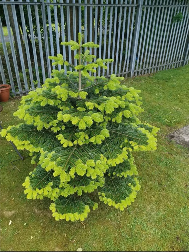 Một cái cây với những sắc độ khác nhau của màu xanh.