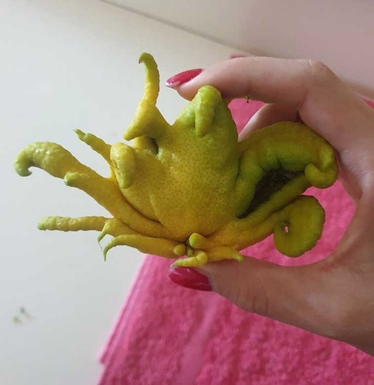 Một quả chanh với hình dạng lạ lùng.