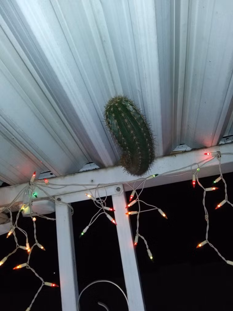 Cây xương rồng này đã lớn lên ở mái tôn trong suốt 4 năm.