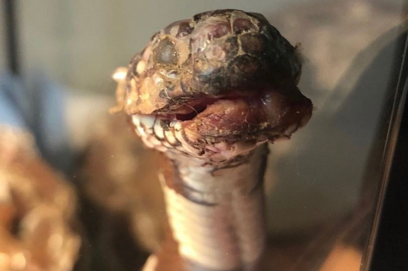 Ran mac benh la trong nhu xac uop song khien ai cung het hon