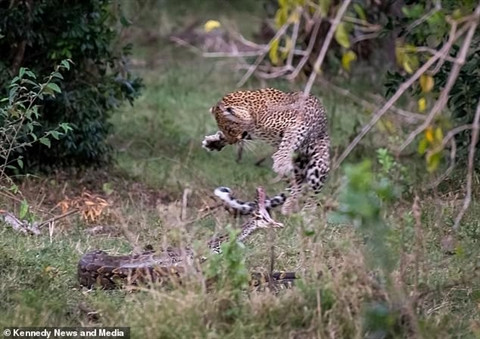 Trăn đột nhiên đổi hướng tấn công khiến con báo đốm vô cùng bất ngờ. Thế nhưng, trăn lớn bất ngờ quay sang tấn công, báo đốm nhảy lên né tránh nhưng vẫn bị con trăn cuốn chặt.