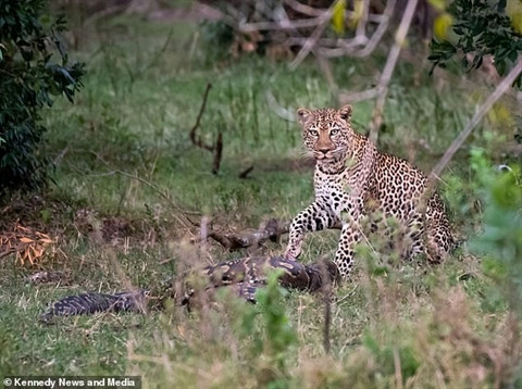 Những hình ảnh con trăn lựa chọn một con báo đốm làm mồi này khiến nhiều người cảm thấy vô cùng bất ngờ. Thực chất, ban đầu trăn và báo đốm cùng chọn mục tiêu là một con linh dương gần đó, nhưng đột nhiên, con trăn đổi mục tiêu quay sang tấn công con báo.