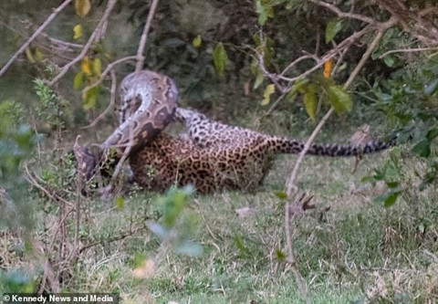 Báo đốm tung ra đòn hiểm, cắn vào đầu trăn. Nhiếp ảnh gia cho biết anh đã nghe thấy âm thanh giống như tiếng xương bị dập và rất có thể, cú cắn của báo đốm đã khiến trăn bị vỡ hộp sọ.