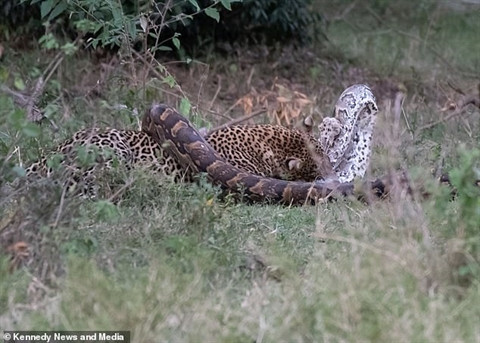 Những hình ảnh được chụp tại Công viên quốc gia Mara, Kenya.