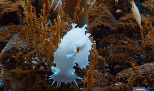 Bi mat lon gay soc cua Nam Cuc giau duoi lop bang-Hinh-3