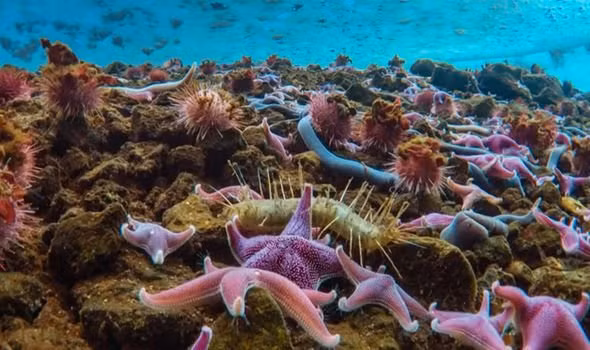 Bi mat lon gay soc cua Nam Cuc giau duoi lop bang-Hinh-2